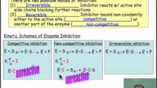 Molecular Mimicry: the Basis of Enzyme Inhibition