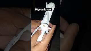 Chatri wale kabooter #highflyer #pigeonsale #pakistanipigeon #turnament #animal #subscribe #1million