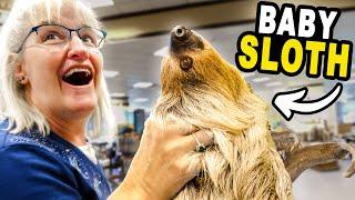 We Took a Baby Sloth Shopping