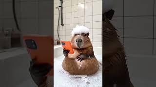 Alô! Tô quase pronta!#cute #capivara #capybara #viralvideo #capivara