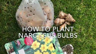 How To Plant Narcissus Bulbs, How To Plant Daffodil Bulbs, Get Gardening