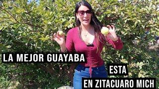 CULTIVO DE GUAYABA ZITACUARO MICH. #guayaba #mexico #michoacan