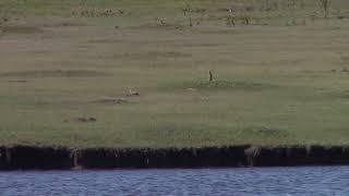 Prairie dogs with the 22-250