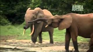 Wild Kingdom - Secret Lives of Forest Elephants