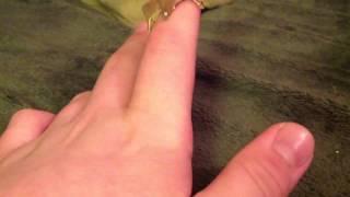 Handling crested geckos