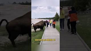 Bison Attacks at Yellowstone National Park! 