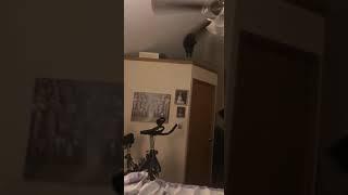 CAT VS CEILING FAN