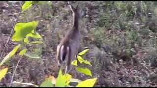 Blood Brother Outdoors- Archery doe kill