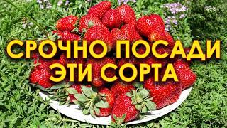 Лучшие сорта клубники! Вкусная и урожайная садовая земляника