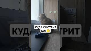 КУДА СМОТРИТ КОТ?#кот