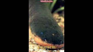 TOP 10 MOST DANGEROUS FISH IN THE WORLD #viral #shortvideo #shortsfeed #shorts