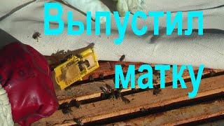 Выпустил матку. Пасека Сергея Буторина. 4 июня. 17 выпуск