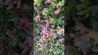 ツツジの剪定タイミング #家庭菜園 #農業