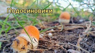 Молодые подосиновики СЕГОДНЯ.