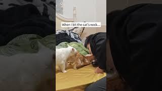 Female cat in heat #cute #funny #cutecat #funnypet #cat #funnycat #happycat
