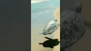 Flying Turtle | Subscribe for More Relaxing Videos @relaxingsoundsplace4017 #shorts #viral