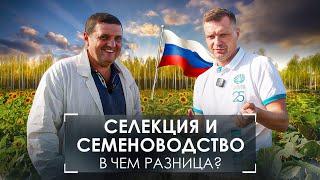 сделано в России . Гибриды подсолнечника от @betaren_ru