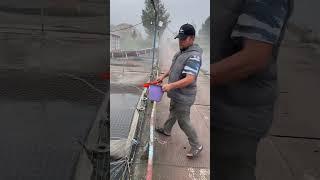 Кормление Малька осетровых #белугафиш #осетроваяферма #осетр