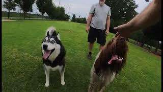 Dog Park times after the thunderstorms moved on, a Husky, Griffon and Pitbull day