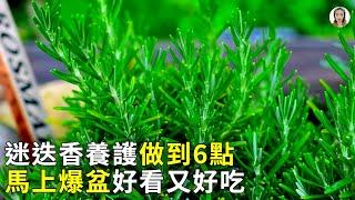 迷迭香這樣養，不再黃葉枯葉，長成小樹樁葉子吃不完|rosemary|花花世界