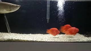 Jardini Arowana and parrot fish tankmates