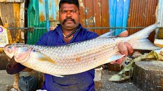 KASIMEDU  SPEED SELVAM | RARE BIG MADAVAI FISH CUTTING VIDEO | IN KASIMEDU | FF CUTTING 