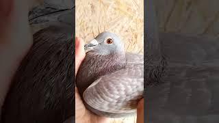 Marathon Pigeons!