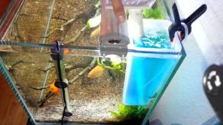 Planted Aquarium Tank GORDON (METHYLENE BLUE)