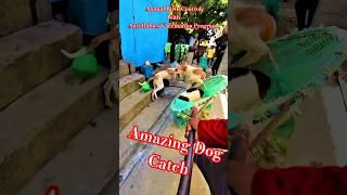 Perfect Dog Catcher Davanagere City #shorts #ytshortsindia #dog #streetdogrevival #rescue