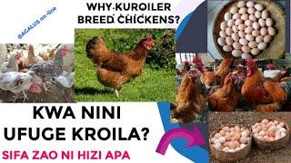 SIFA 5 ZA KUKU AINA YA KROILA/Benefits of Kuroiler breed chickens