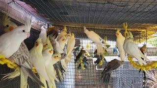 MY NATURAL AVIARY OF COCKATIEL BIRDS!! Secret to A Successful Cockatiel bird Breeding!!