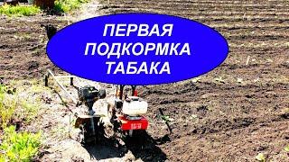 ПЕРВАЯ ПОДКОРМКА ТАБАКА