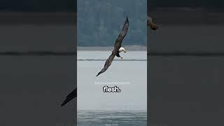Eagle vs Hawk | Built Different