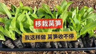 How to transplanting Chinese lettuce | 移栽莴笋，我这样做，莴笋收获不停，吃完越冬莴笋就到它了［第一视角种菜］