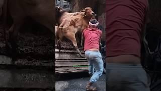 Unloading Most Beautiful and Biggest Young Gir Cow of Topsia in Kolkata for 2025#viral #trending