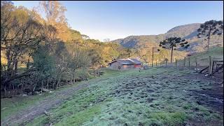 O QUEIJO SERRANO DO SÍTIO STO ANTONIO - BOM RETIRO SC