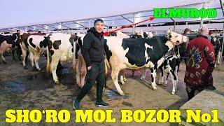 SHO‘RO MOL BOZOR SIGIRLAR NARXLARI JUDA BALAND. BOZOR ZO‘R BO‘LDI  LIKE BOSIB OBUNA BO'LING.