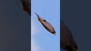 The Fastest Flying Bird In The World #shorts #birds #animals