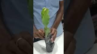 Dragon Fruit Unboxing Video #drogan #droganfruitplant