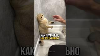 Как быстро объяснить кошке, что так делать нельзя? 