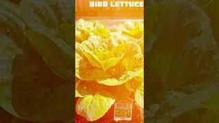 Garden fresh veggie #Lettuce #Bibb Lettuce #organic