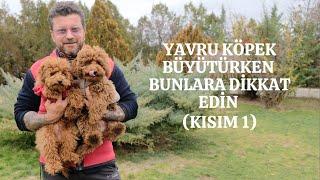 Yavru Köpek Büyütürken Bunlara Dikkat Edin (Kısım 1)