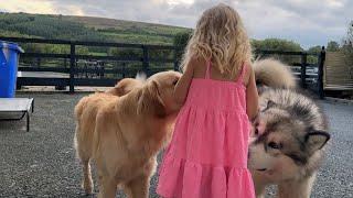 Golden Retriever And Husky Used To Be Best Friends! What Happened??