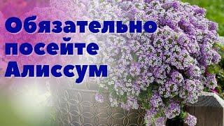 Посев и выращивание Алиссума. Важный момент по уходу за этим ароматным цветком