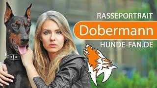 ► Dobermann [2018] Rasse, Aussehen & Charakter