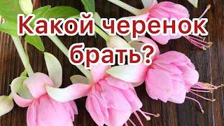 КАКИЕ ЧЕРЕНКИ ЛУЧШЕ: ВЕРХУШЕЧНЫЕ ИЛИ ПРОМЕЖУТОЧНЫЕ?