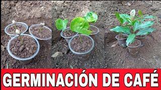 cómo germinar granos de café rápido , fácil rápido y sencillo