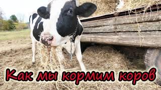 Будни МОЛОЧНИКА // Как кормим коров // Приводим поля в порядок // Урожай тыквы // Новости хозяйства