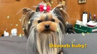 Dog Grooming Tutorial - My blueprint for creating adorable faces.