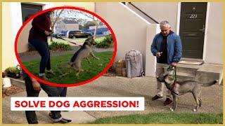 How to Solve Dog Aggression | Dog Nation